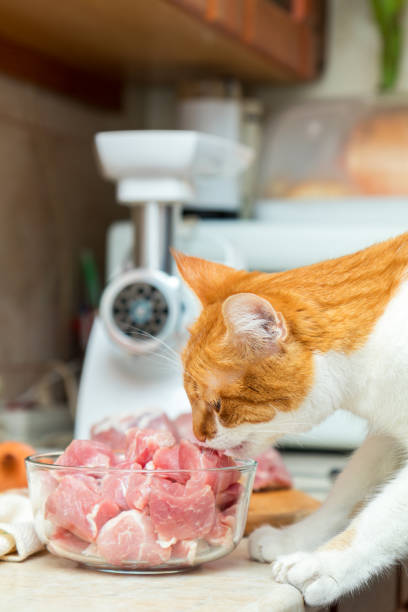 istock Cat takes a piece of meat from a table 642448624