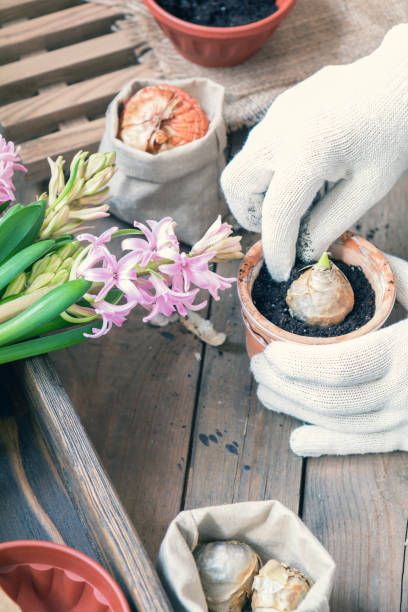 istock Woman hands planting hyacinth 642450852