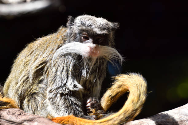 istock Ape with mustache sitting on a branch 642454198