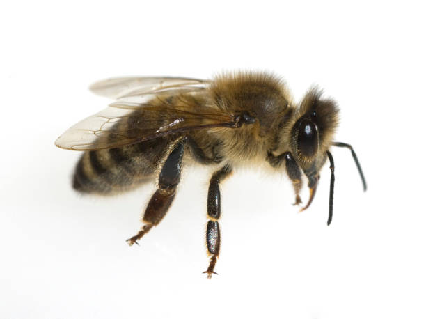 istock Biene, honeybees; bee; Apis; mellifera 642454332