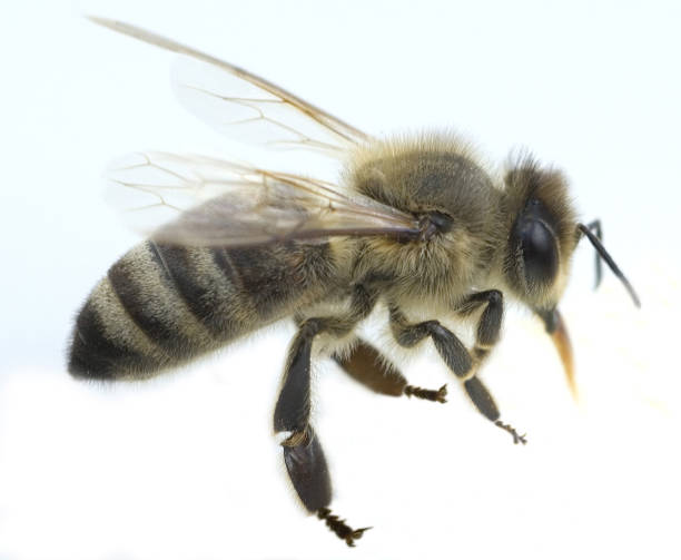 istock Biene, honeybees; bee; Apis; mellifera 642456398