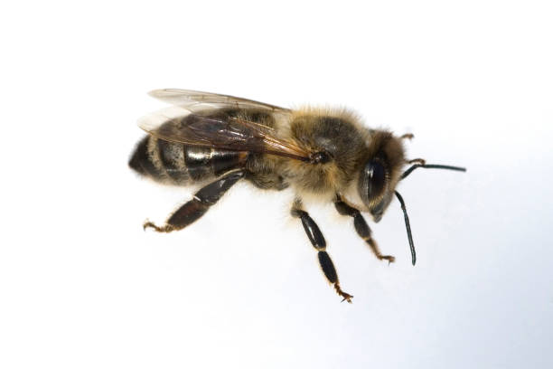 istock honeybees; bee; Apis; mellifera 642456524