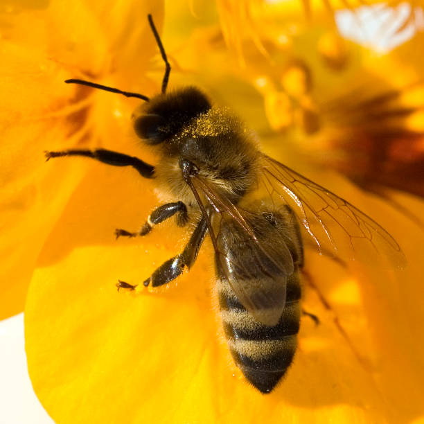 istock Biene, honeybees; bee; Apis; mellifera 642456756