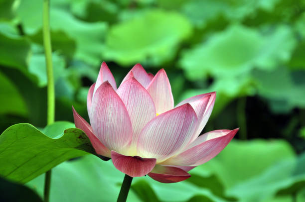 istock Blossom lotus flower 642457058