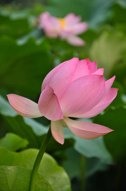 istock Blossom lotus flower 642457086
