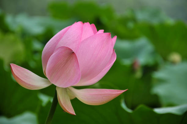 istock Blossom lotus flower 642457120