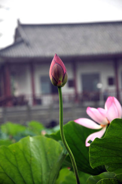istock Blossom lotus flower 642457124