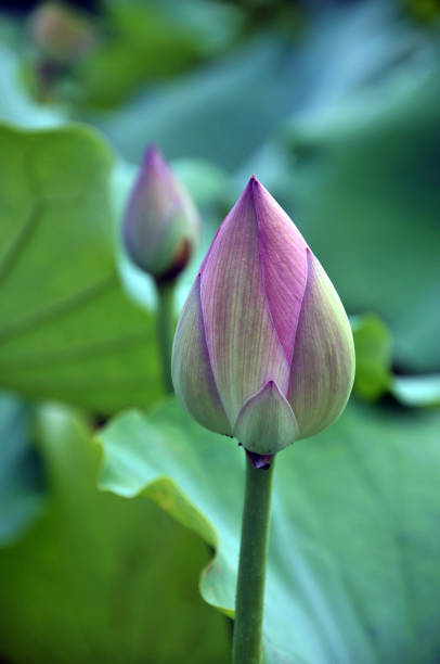 istock Blossom lotus flower 642457570