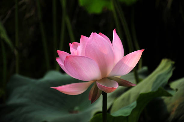 istock Blossom lotus flower 642457670