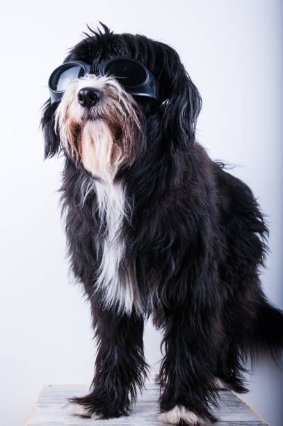 istock Black and white bearded collie with sunglasses 642457676