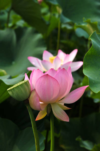 istock Blossom lotus flower 642457738