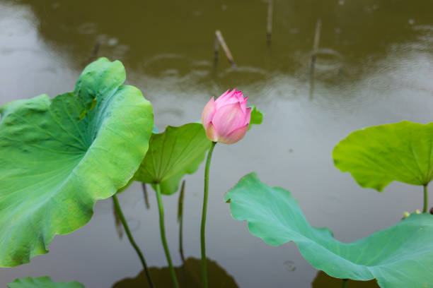 istock Asian pink lotus on lake 642458052