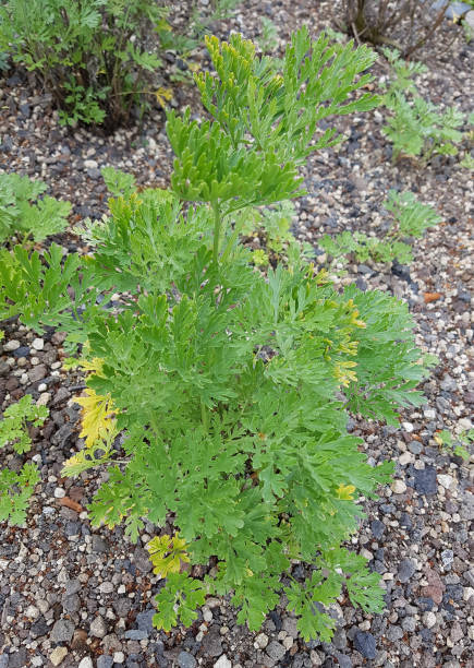 istock vermouth; Artemisia Absinthium 642464682