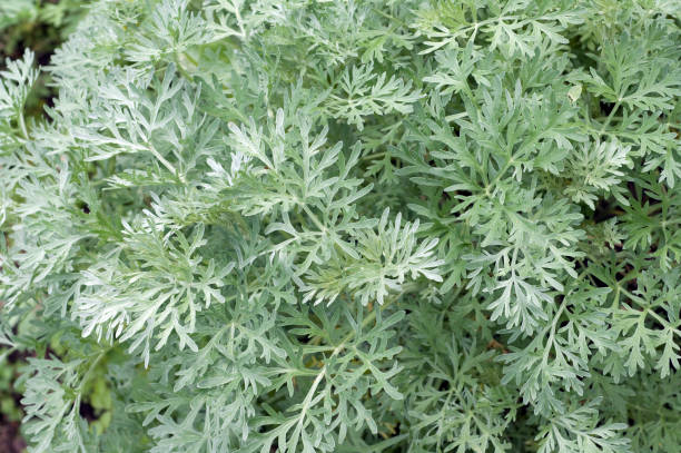 istock Wormwood Artemisia absinthium 642468750