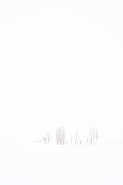 Poplar trees lined up in the winter