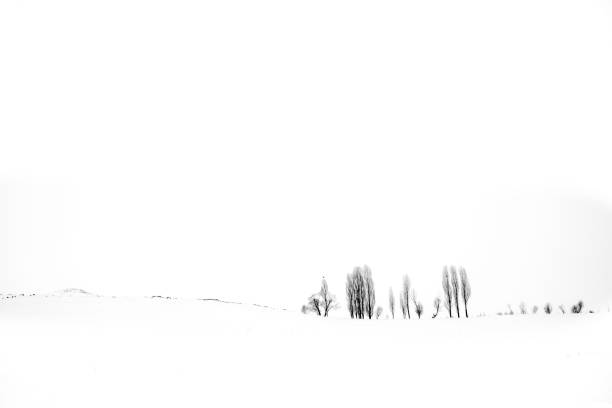 istock Poplar trees lined up in the winter 642468870