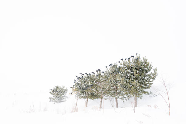 in winter Kars city in Turkey