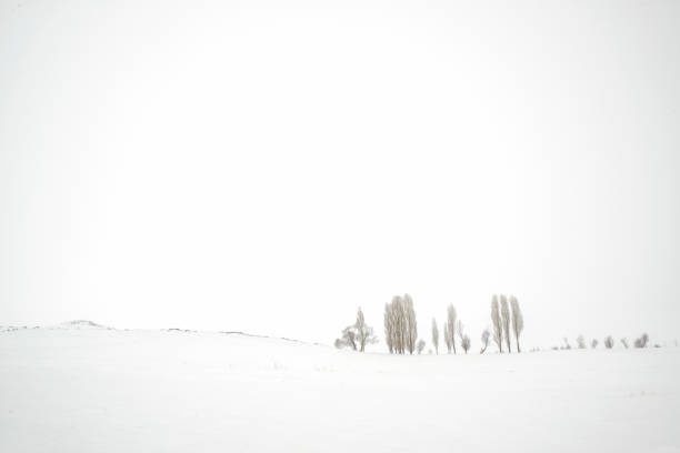 istock Poplar trees lined up in the winter 642468880