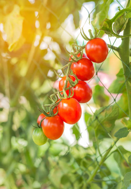 istock Close up yellow cherry tomatoes hanging on trees 642469082
