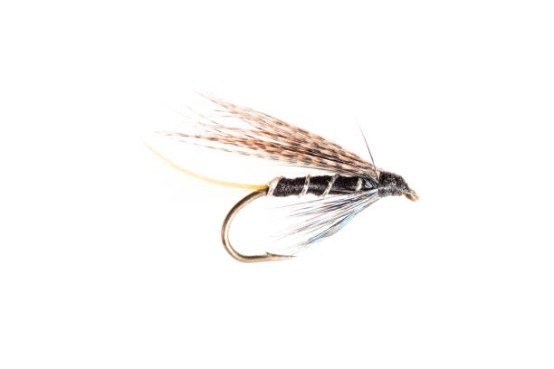 istock Cut Out of a Trout Fly 642469782
