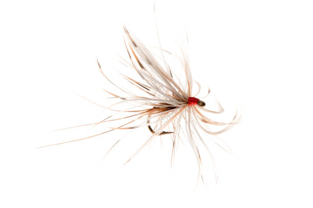 istock Fishing Hook for Fly Fishing Cut Out 642469892