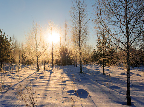 landscape in the woods on a sunny winter day