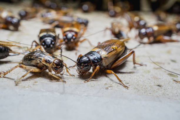 istock close up of Crickets in farm 642476352