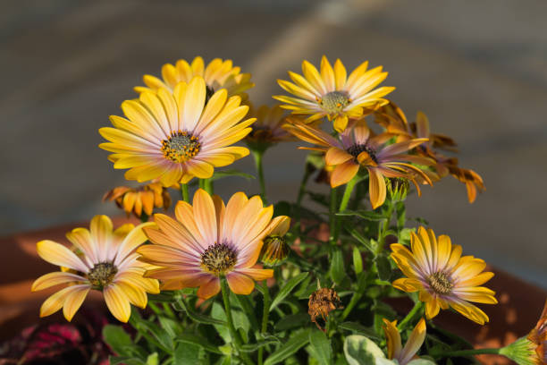 istock Yellow cape  daisy in garden 642476536