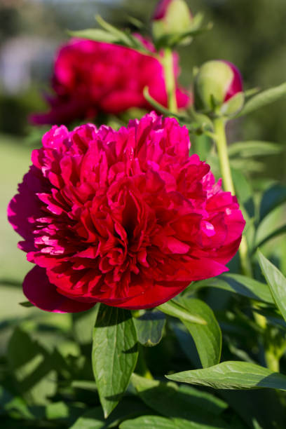 istock red peonies flowers in the garden 642476762