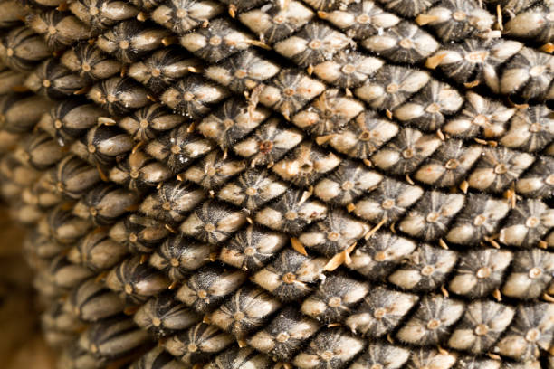 istock closeup of sunflower seeds 642476962