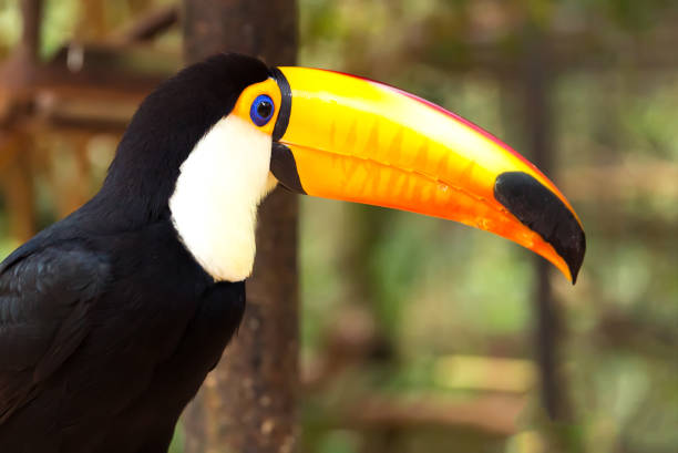 istock Toucan bird on the nature 642477132