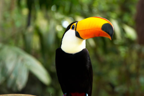 istock Toucan bird on the nature 642477202