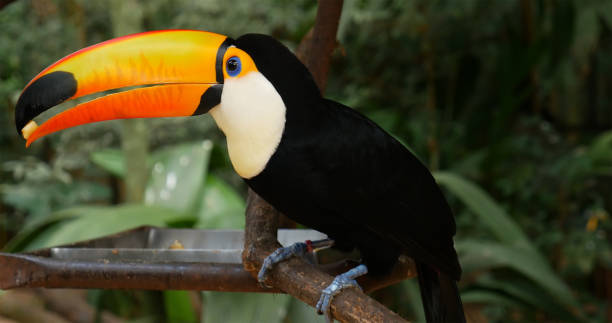 istock Toucan bird on the nature 642478724