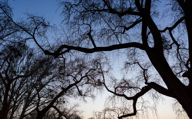 istock Silhouettes of trees against blue sky 642482440