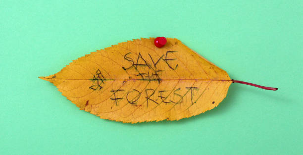 istock autumn walnut leaves with handwritten text 642484316