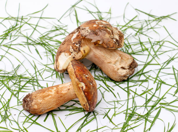 istock just harvested mushrooms . boletus edulis 642484464