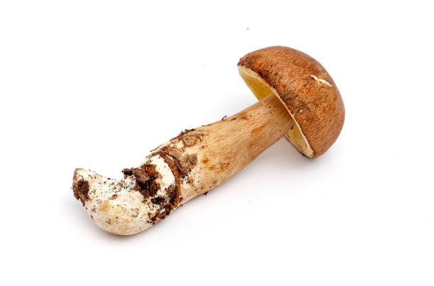 istock just harvested mushrooms . boletus edulis 642484492