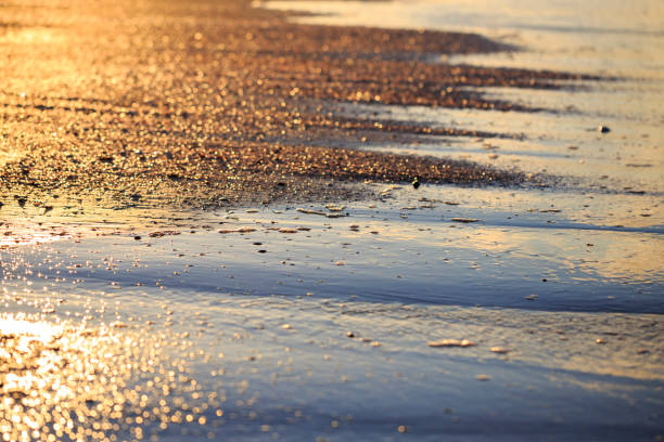 istock Sea shells on sand during golden sunset. 642493450