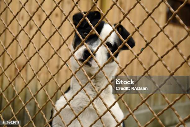 Dog In Cage Stock Photo - Download Image Now - Animal, Animals In Captivity, Cage