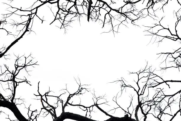 Frame from silhouette dead branches.