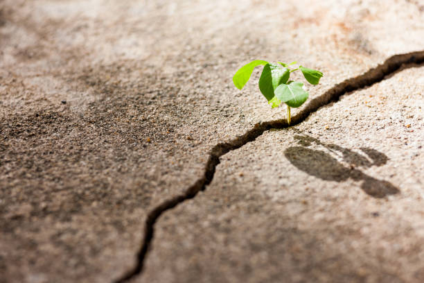 istock Small plant shoot growing in a crack of a concrete path. 642495420
