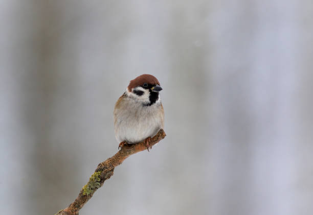 istock Tree sparrow (Passer montanus) in winter morning 642497560