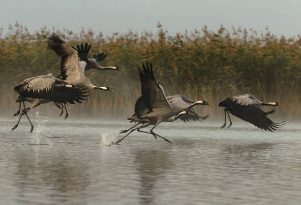 A group of six cranes (Grus grus) running through the water and kicking to fly Autumn, foggy morning in the Bory Tucholskie National Park in Poland