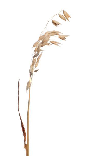 istock brown dry ear of oat on white 642501676