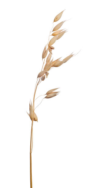istock brown dry ear of oat isolated on white 642501736