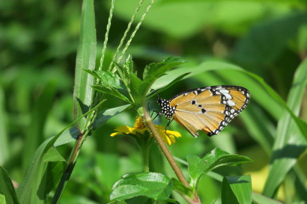 istock butterfly in nature 642502118