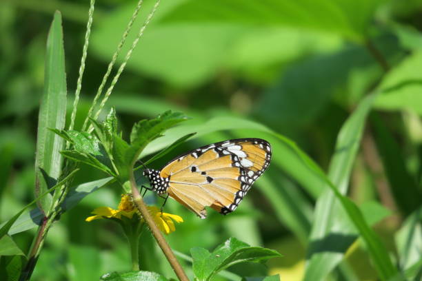 istock Butterfly on leaf in nature 642502312