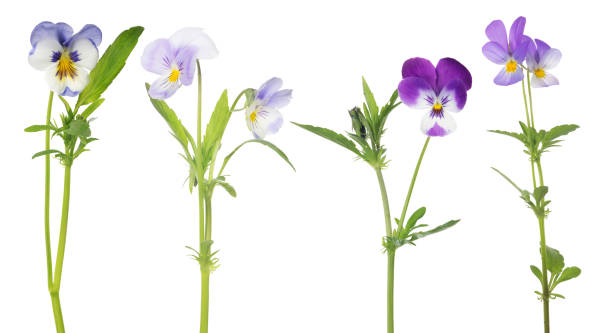 istock four pansy flowers set isolated on white 642502400