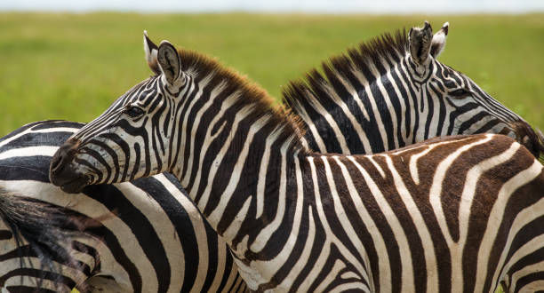 istock Zebra in Tanzania, Africa 642504956