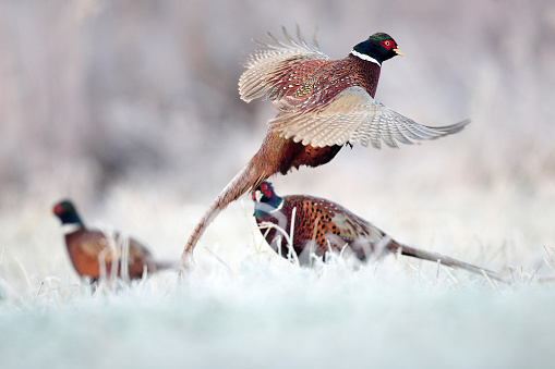 Ring necked Pheasant spreading wings while calling loudly in central Montana in western USA of North America.